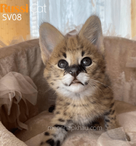 Mèo Serval nhập Nga