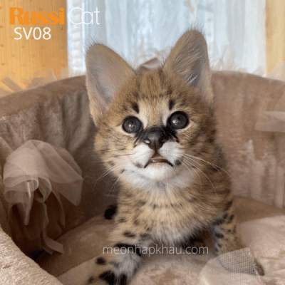 Mèo Serval nhập Nga