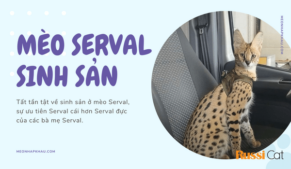 Mèo Serval sinh sản