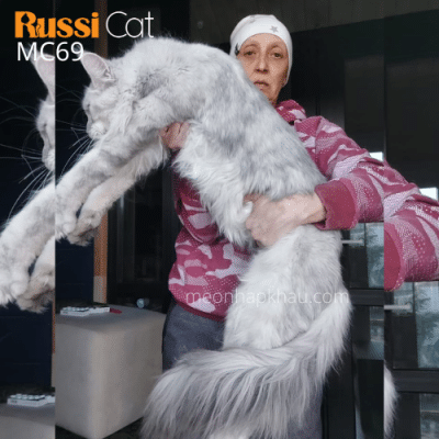 Mèo maine Coon silver ns11