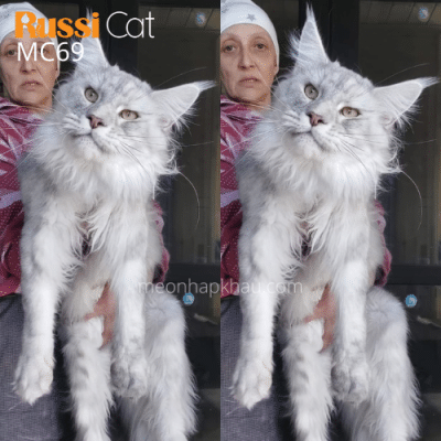 Mèo maine Coon silver ns11