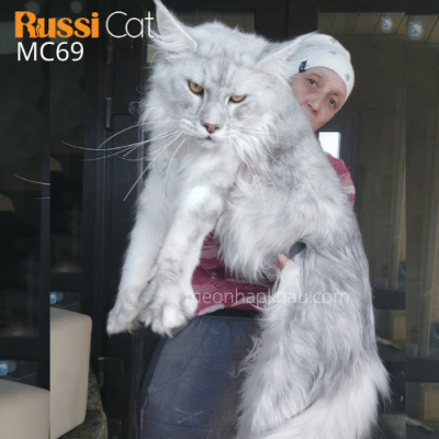 Mèo maine Coon silver ns11