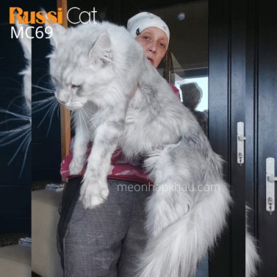 Mèo maine Coon silver ns11