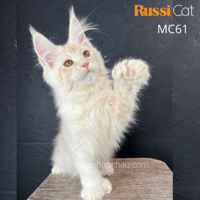 Mèo maine coon cream nhập Nga