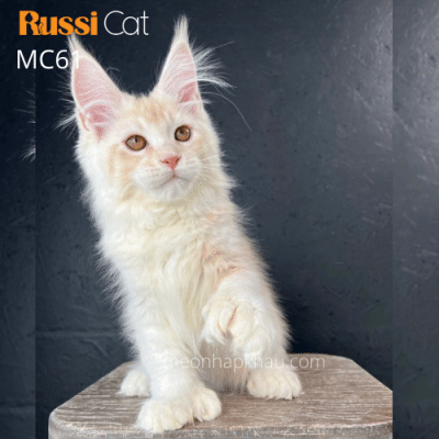 Mèo maine coon cream nhập Nga