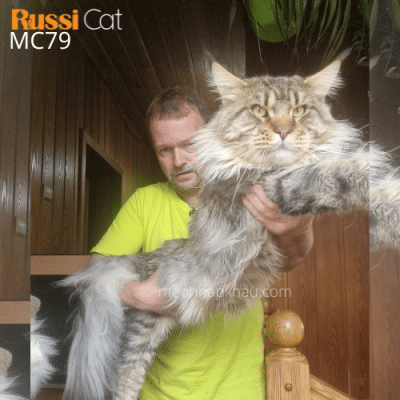 Mèo maine coon nhập Nga