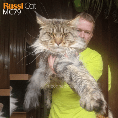Mèo maine coon nhập Nga