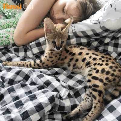 Mèo serval nhập Nga