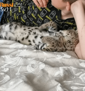 Mèo serval nhập Nga