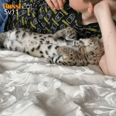 Mèo serval nhập Nga