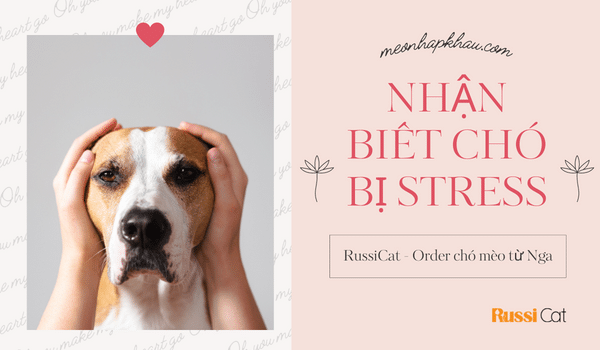 Nhận biết chó bị stress