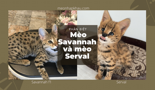 Phân biệt mèo savannah và mèo serval