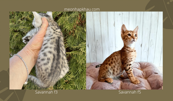 Phân biệt mèo savannah và mèo serval