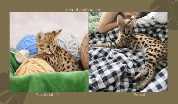 Phân biệt mèo savannah và mèo serval