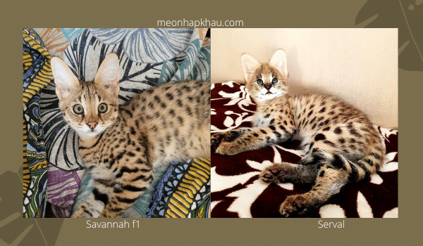 Phân biệt mèo savannah và mèo serval