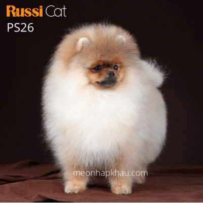 Phốc sóc nhập Nga