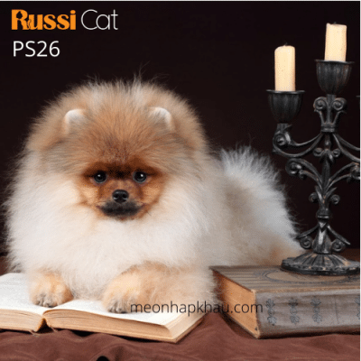 Phốc sóc nhập Nga