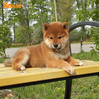 Shiba inu red nhập Nga