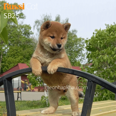 Shiba inu red nhập Nga