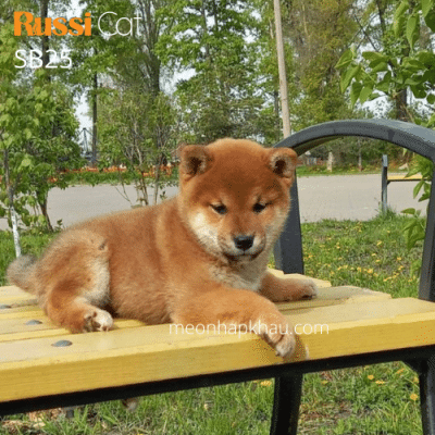 Shiba inu red nhập Nga