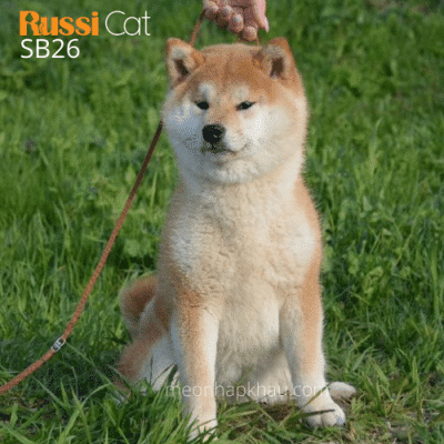 Shiba red nhập Nga