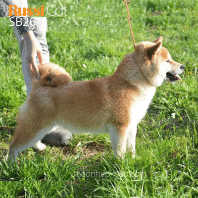 Shiba red nhập Nga