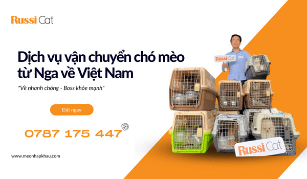 Vận chuyển hộ chó mèo từ Nga về Việt Nam
