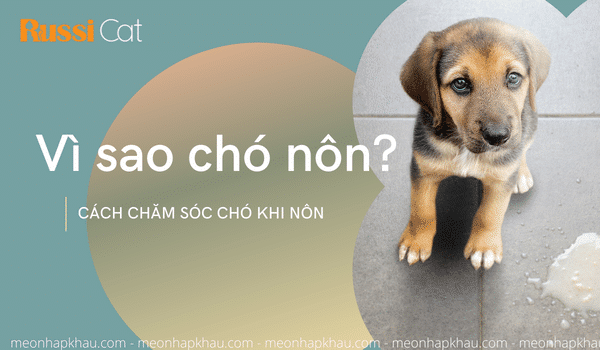 Vì sao chó nôn, cách chăm sóc chó khi nôn