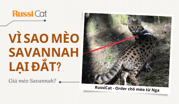 Vì sao mèo Savannah lại đắt, giá mèo Savannah