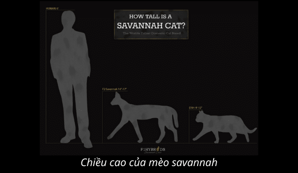 Vì sao mèo Savannah lại đắt, giá mèo savannah