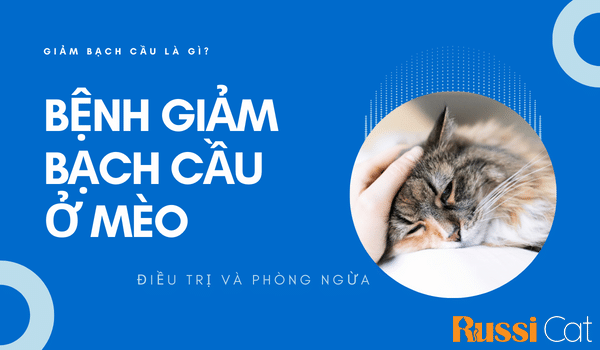 BỆNH GIẢM BẠCH CẦU Ở MÈO