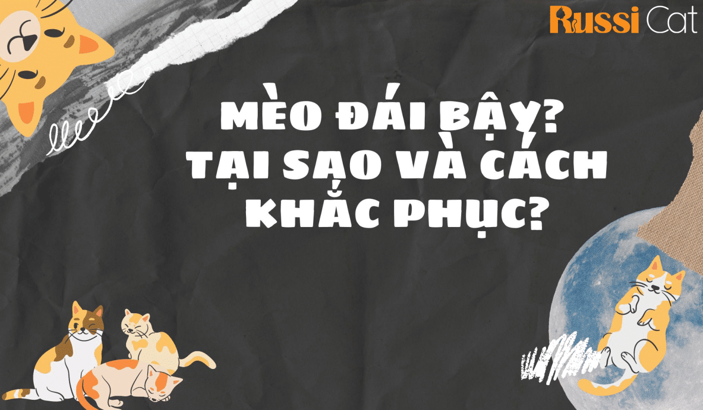 mèo đái bậy? tại sao và cách khắc phục?