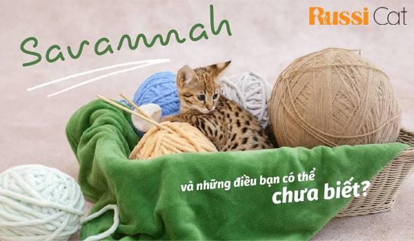 MÈO SAVANNAH VÀ NHỮNG ĐIỀU BẠN CÓ THỂ CHƯA BIẾT