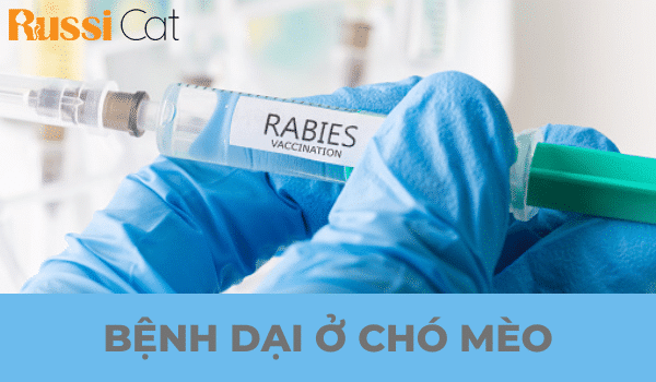 BỆNH DẠI Ở CHÓ MÈO