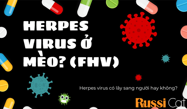 Những triệu chứng chính của nhiễm herpes virus trên mèo là gì?
