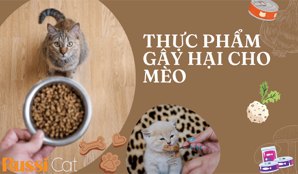 thực phẩm gây hại cho mèo