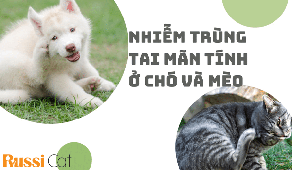 NHIỄM TRÙNG TAI MÃN TÍNH Ở CHÓ VÀ MÈO