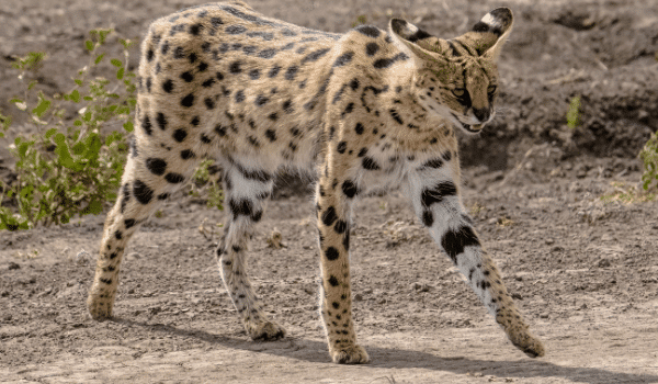 cách chăm sóc mèo Serval