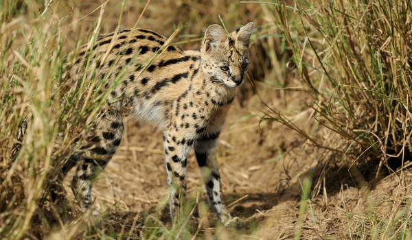 cách chăm sóc mèo Serval