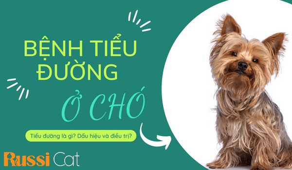 BỆNH TIỂU ĐƯỜNG Ở CHÓ