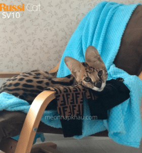 mèo Serval nhập Nga siêu quấn chủ