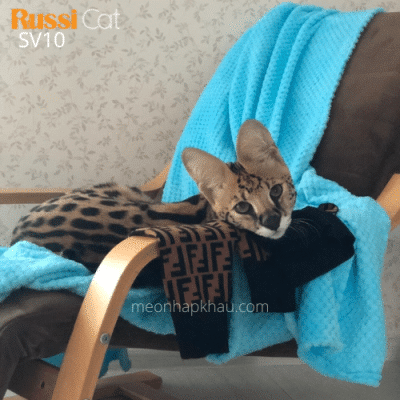 mèo Serval nhập Nga siêu quấn chủ