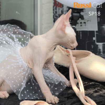 mèo không lông nhập Nga