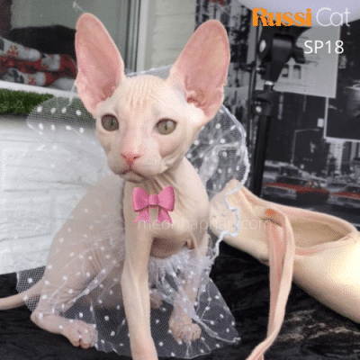 mèo không lông nhập Nga