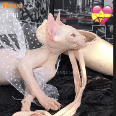 mèo không lông nhập Nga