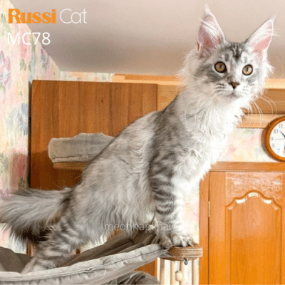 mèo maine coon nhập Nga