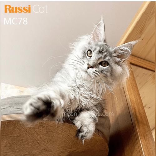 mèo maine coon nhập Nga