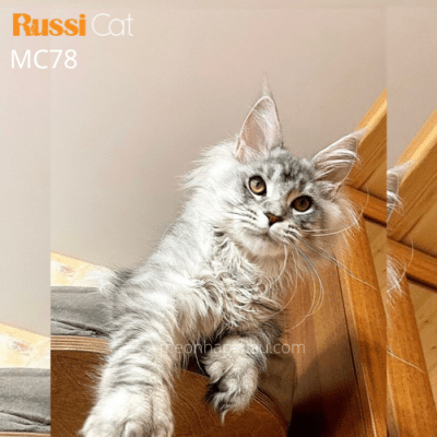 mèo maine coon nhập Nga