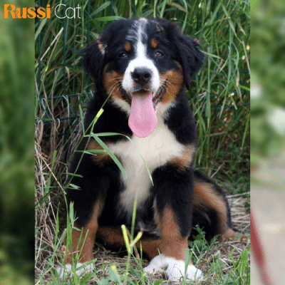 Chó Núi Bern (Bernese Mountain Dog) Nhập Nga, Cái, 3 Tháng – BN05