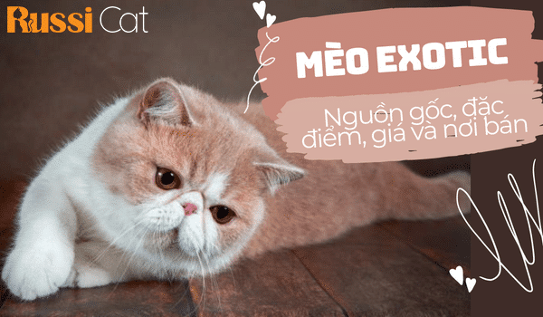 MÈO EXOTIC – NGUỒN GỐC, ĐẶC ĐIỂM, GIÁ VÀ NƠI BÁN